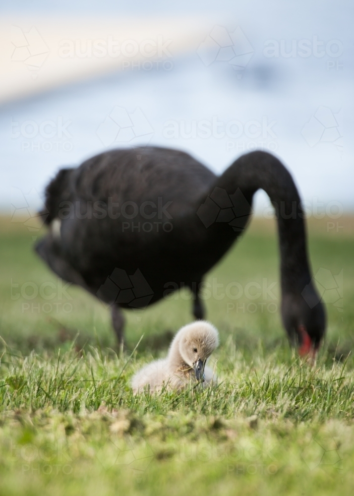Cygnet and swan feeding on shore of lake - Australian Stock Image