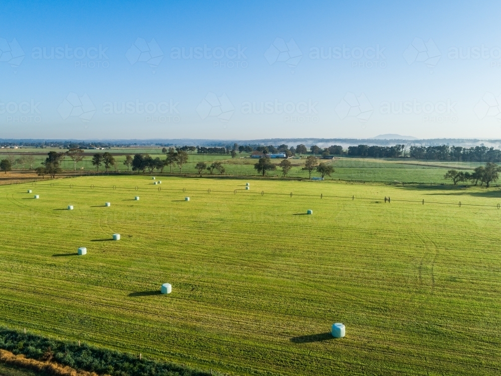 silage bales in green farm paddock in late winter morning light - Australian Stock Image