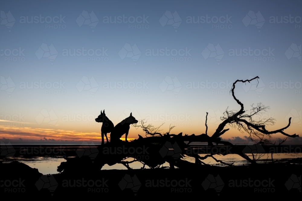 Silhouette at dawn of dogs on dead tree on the beach - Australian Stock Image