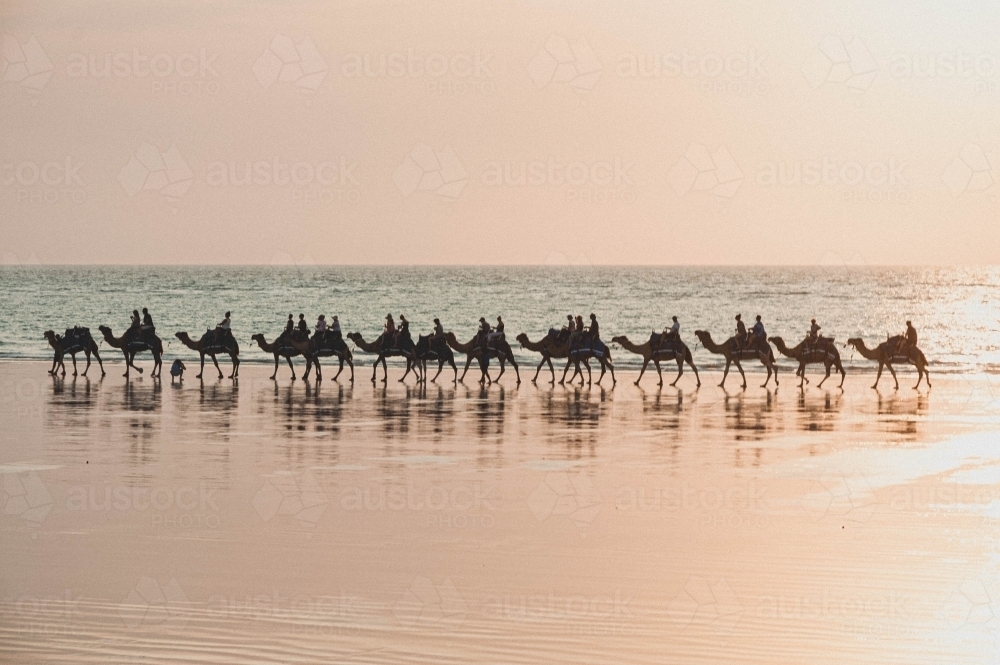silhouette camel riding along the glossy beach at sunset - Australian Stock Image