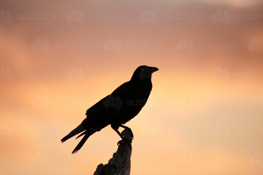 Silhouette of a bird perching on a branch at dusk - Australian Stock Image