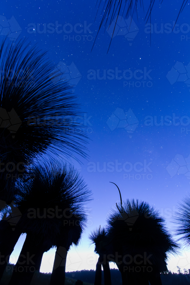 Silhouette of a cluster of Grass trees as dawn breaks in Western Australia. - Australian Stock Image