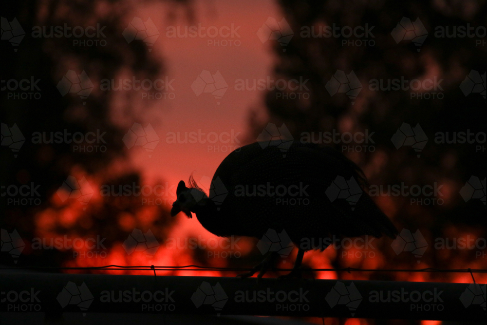 Silhouette of a guinea fowl bird on a fence at sunset - Australian Stock Image