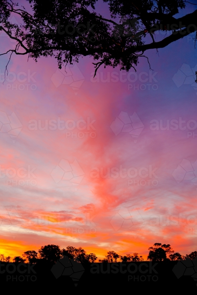 Silhouette of a gum tree against a dramatic sunset with clouds - Australian Stock Image