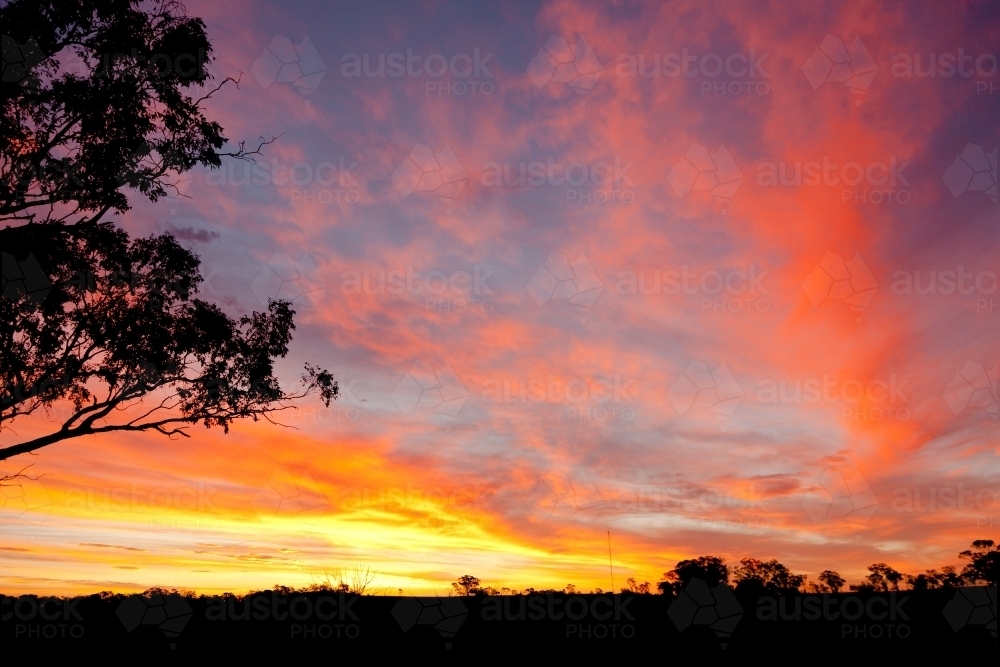 Silhouette of a gum tree against a dramatic sunset with clouds - Australian Stock Image