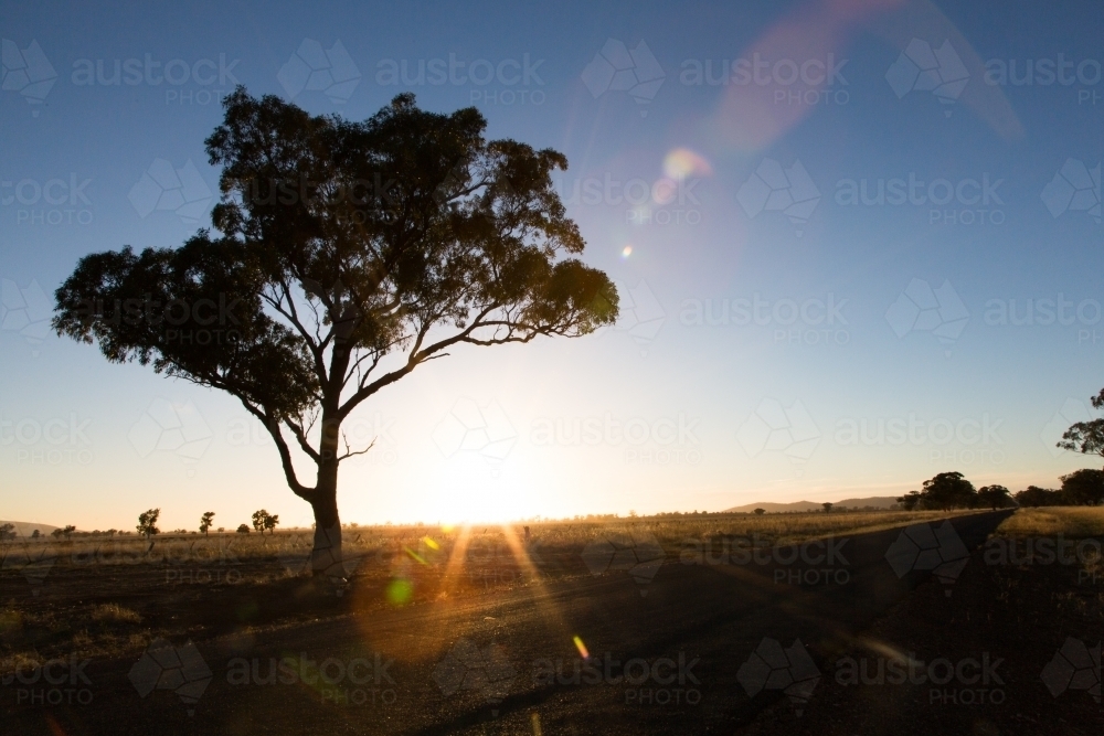 Silhouette of a gum tree at sunrise near Quandialla - Australian Stock Image