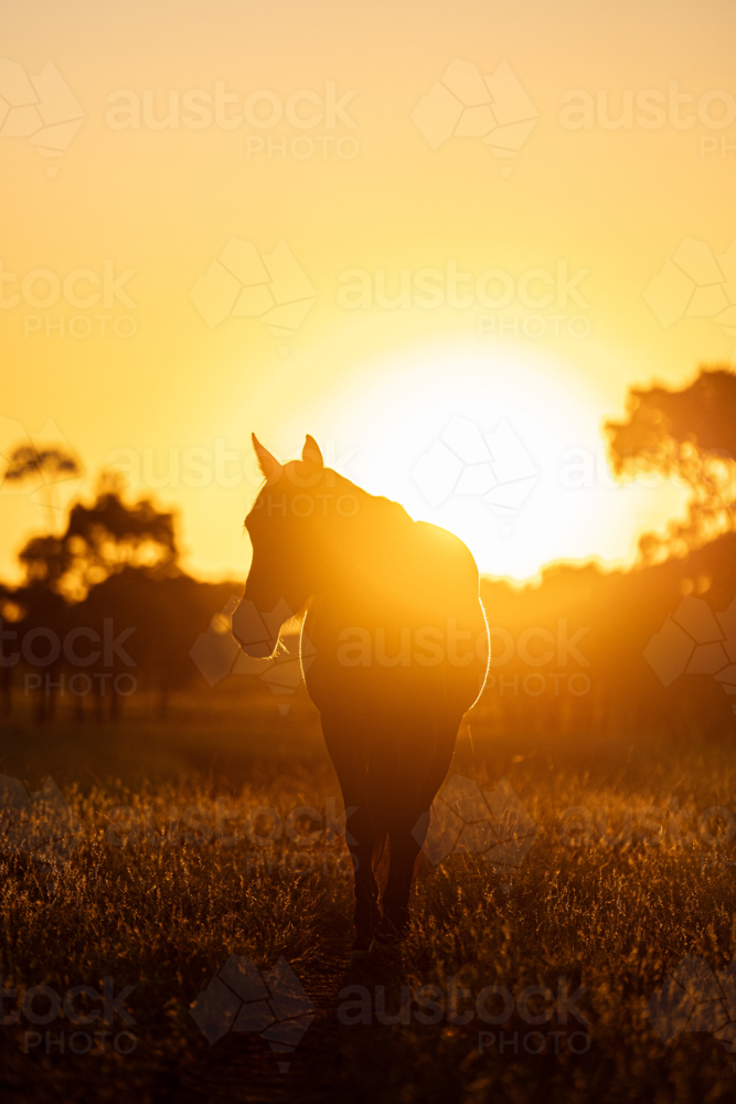 Silhouette of a horse at sunset in the meadow - Australian Stock Image