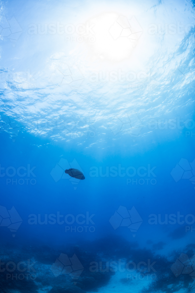 Silhouette of a maori wrasse swimming on the Great Barrier Reef - Australian Stock Image