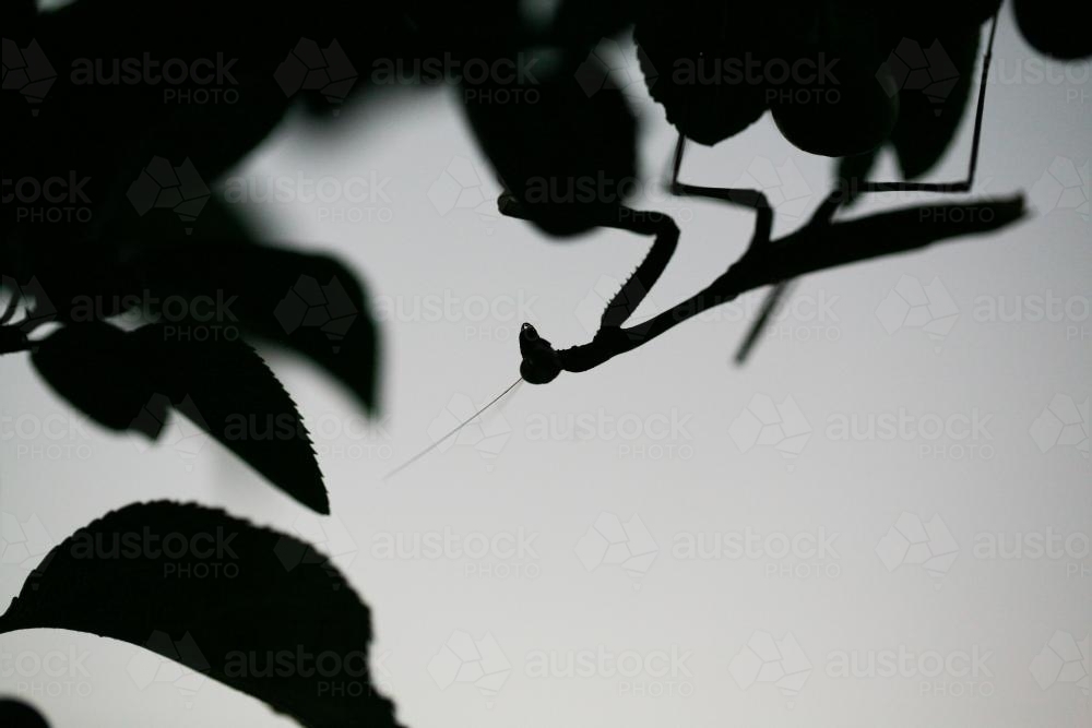 Silhouette of a praying mantis on a lemon tree - Australian Stock Image