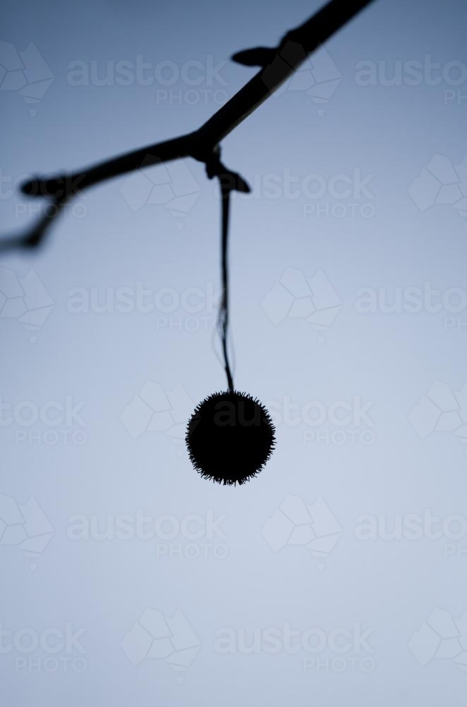 Silhouette of a seed pod hanging from a plane tree - Australian Stock Image