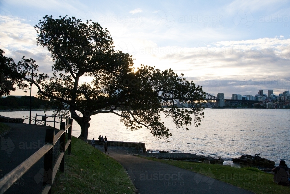 Silhouette of a tree at sunset at Mrs Macquarie's Chair, Sydney Harbour - Australian Stock Image