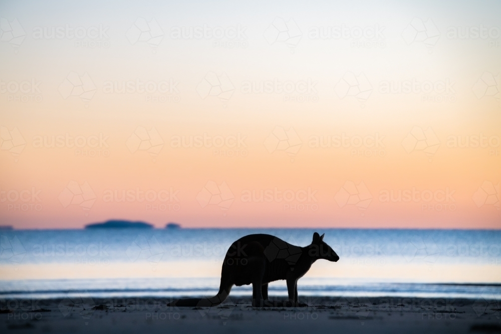 Silhouette of a wallaby crouching down with the colours of dawn behind it - Australian Stock Image