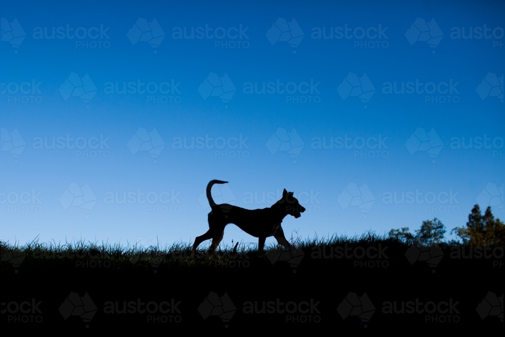 Silhouette of an Australian Kelpie Cross - Australian Stock Image