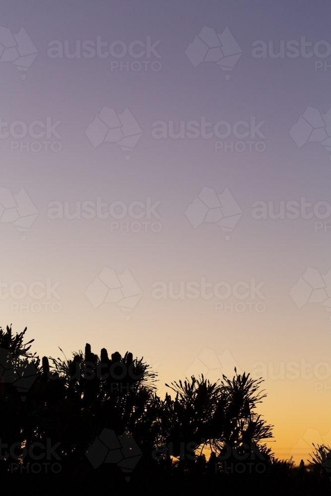 Silhouette of banksia tree at dusk with lots of sky - Australian Stock Image