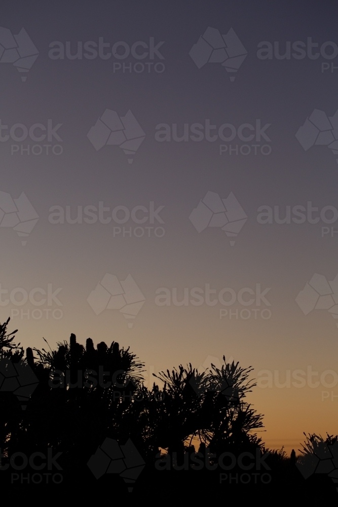 Silhouette of banksia tree at dusk with lots of sky - Australian Stock Image