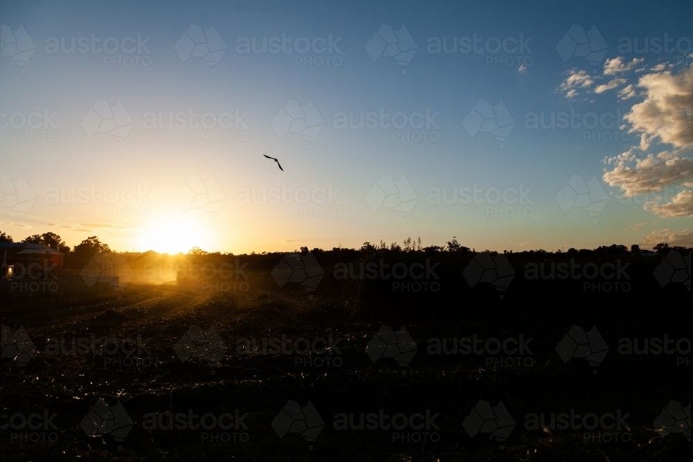 Silhouette of bird and crops in paddock at sunset - Australian Stock Image