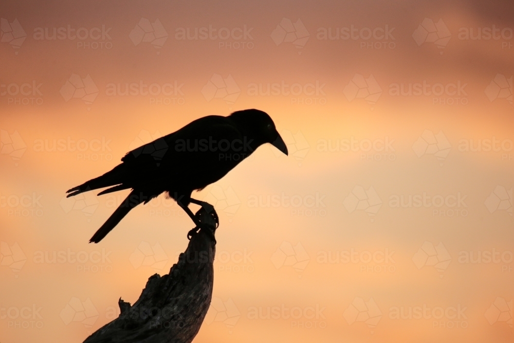 Silhouette of bird looking downwards at dusk - Australian Stock Image
