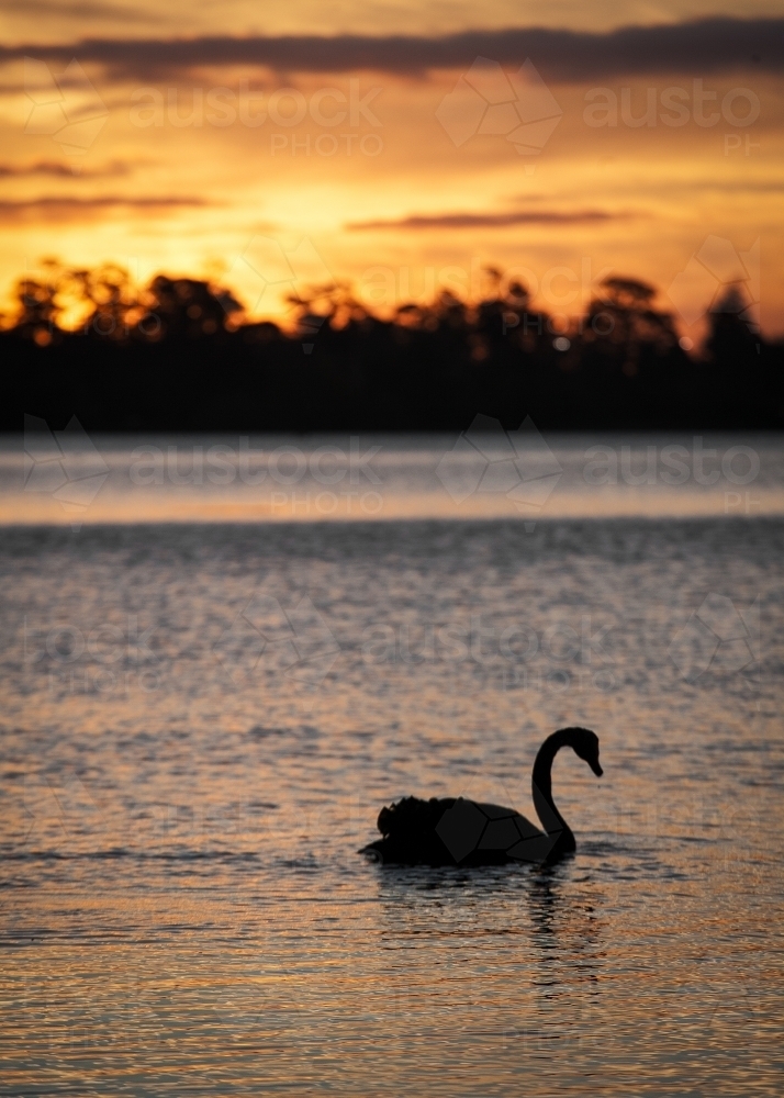 Silhouette of black swan on lake at sunset - Australian Stock Image