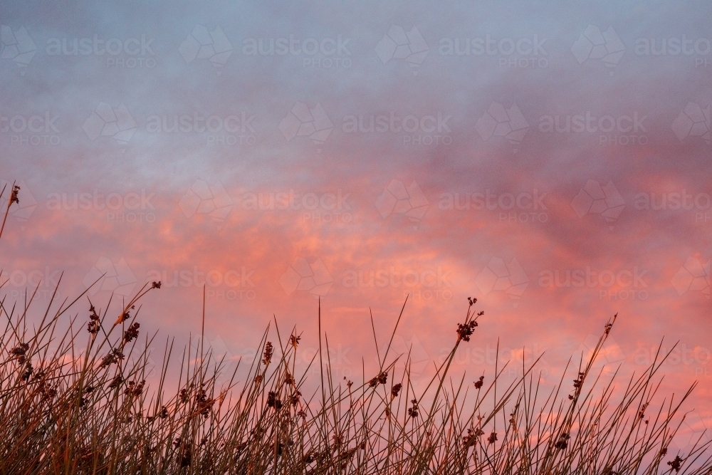 Silhouette of dam reeds at Sunset - Australian Stock Image
