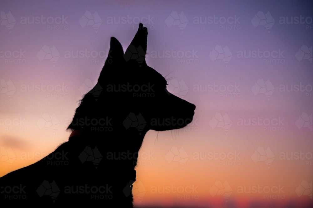Silhouette of dog head and neck against sunset - Australian Stock Image
