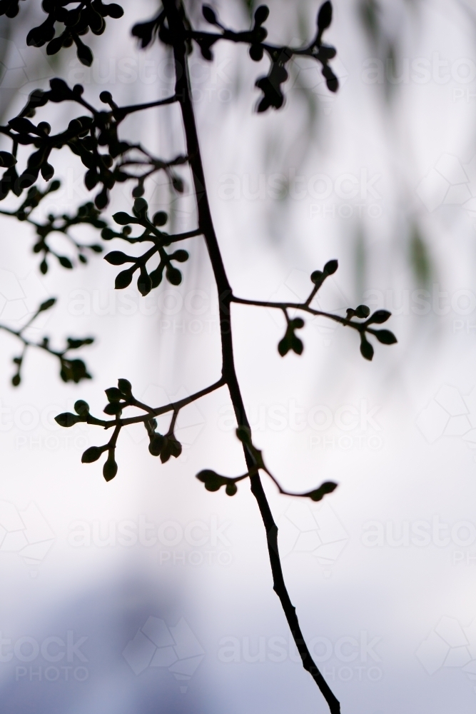 Silhouette of gum leaves and nuts hanging from a tree - Australian Stock Image