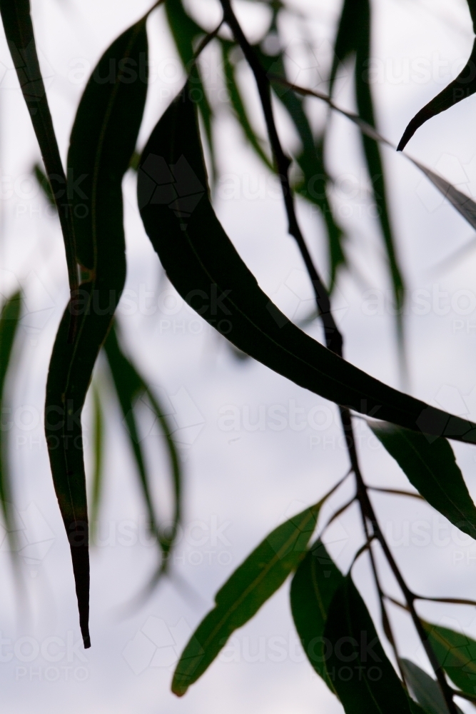 Silhouette of gum leaves hanging from a tree - Australian Stock Image