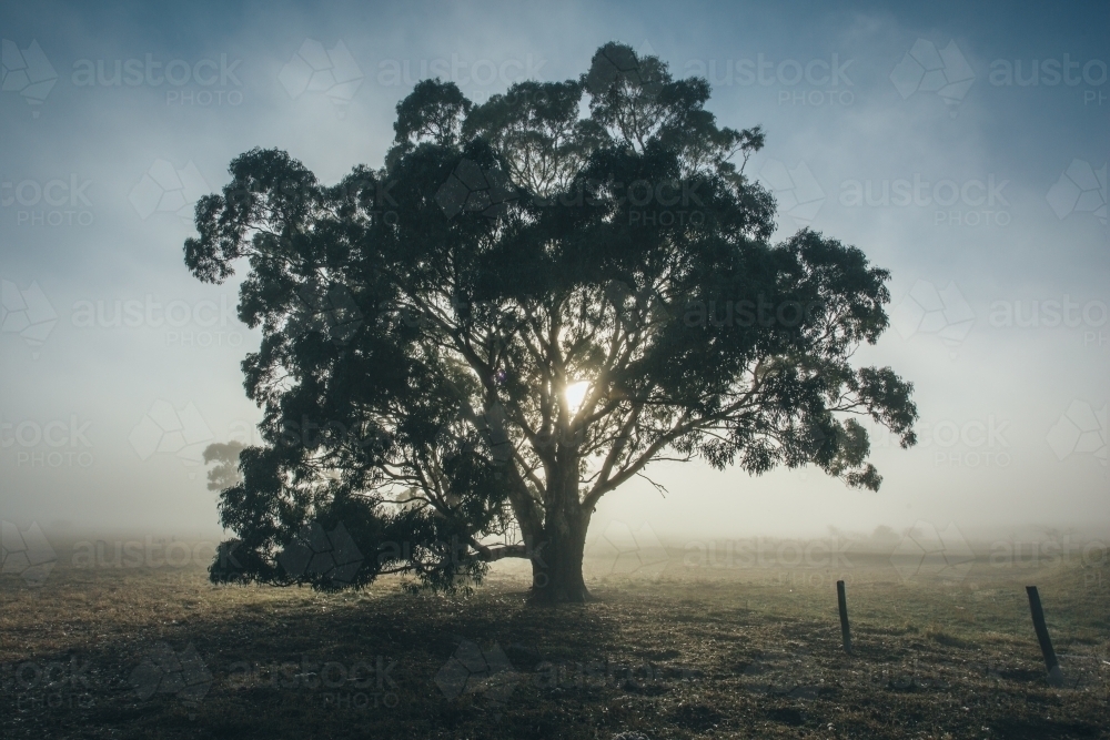 Silhouette of gum tree in a remote rural landscape on a misty morning - Australian Stock Image