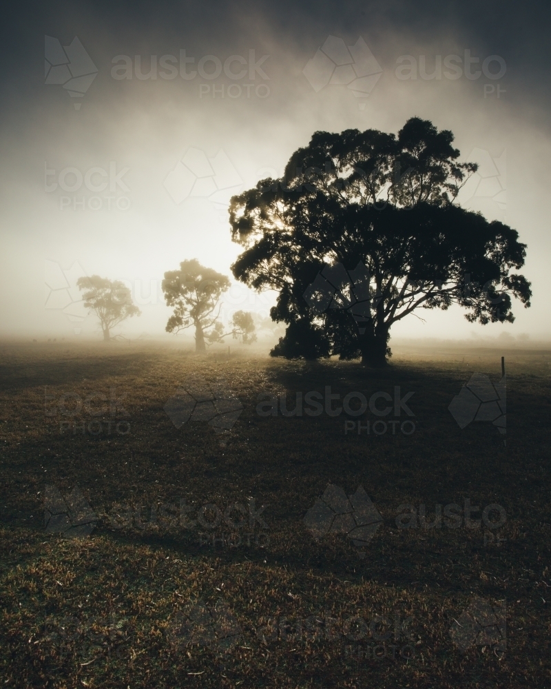 Silhouette of gum trees in a remote rural landscape on a misty morning - Australian Stock Image