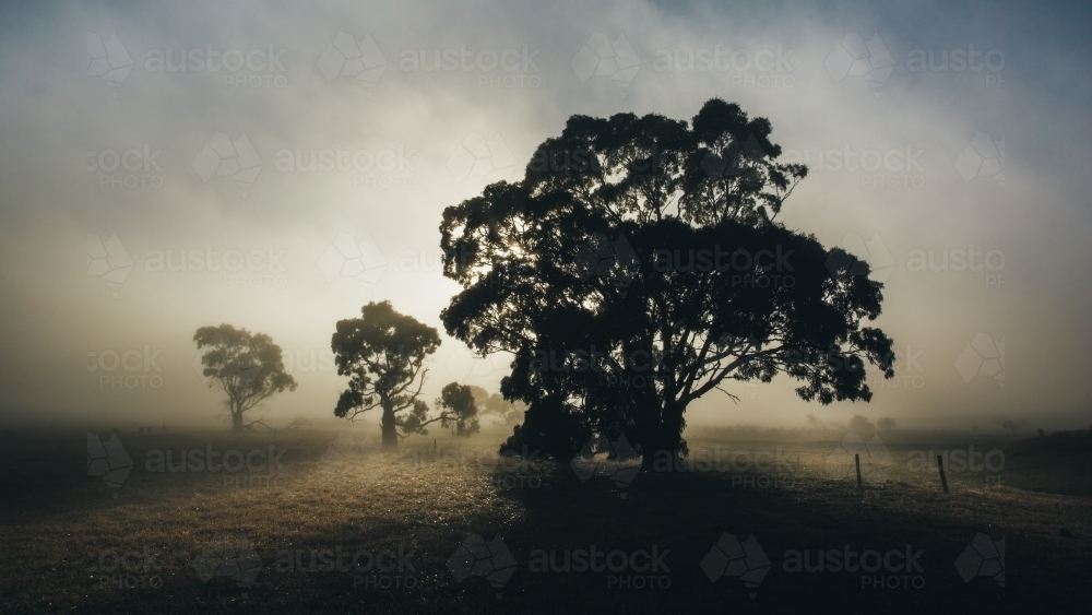 Silhouette of gum trees in rural landscape on an early misty morning - Australian Stock Image
