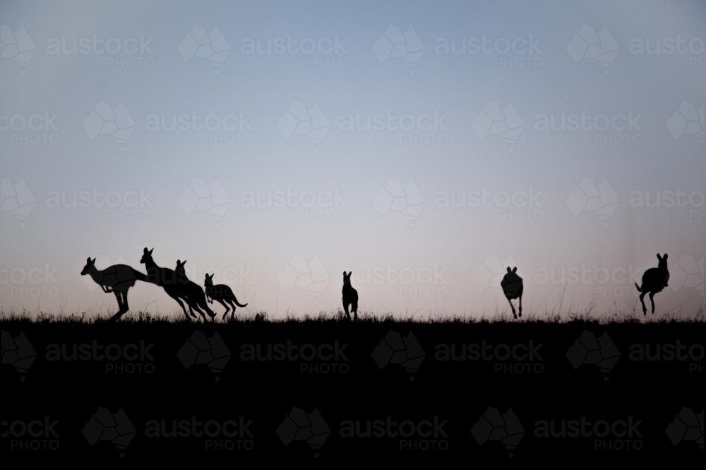 Silhouette of kangaroos leaping away over a hilltop at dusk - Australian Stock Image
