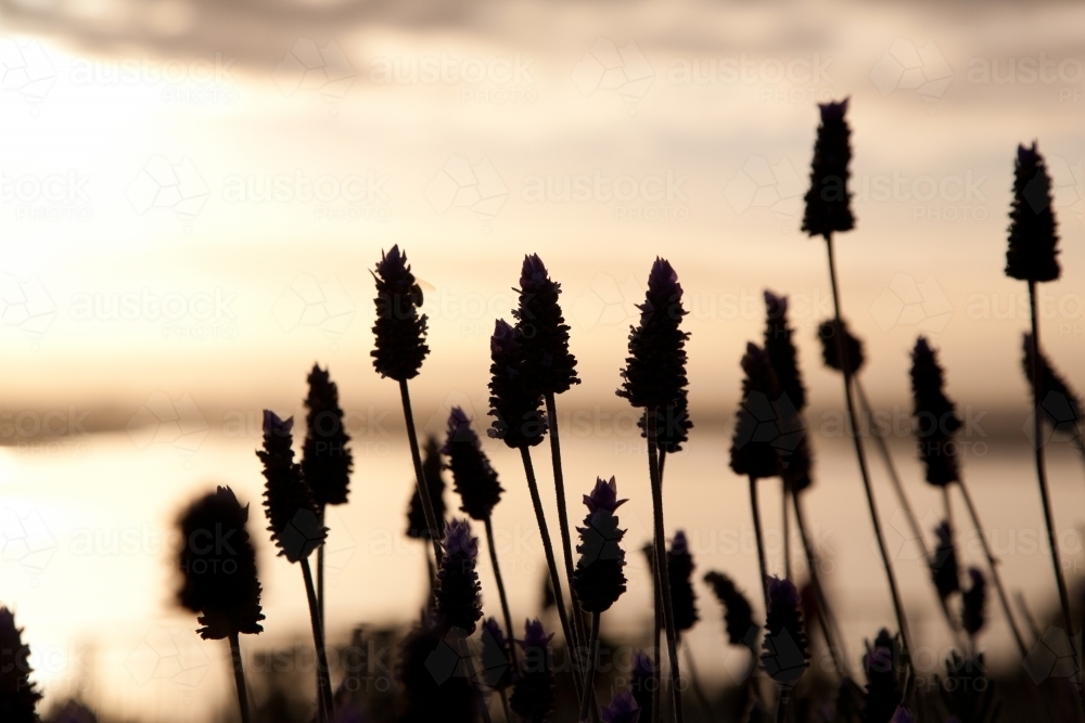 Silhouette of lavender flowers at sunrise - Australian Stock Image