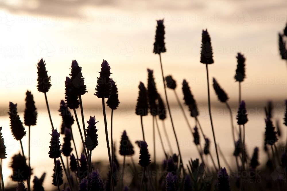 Silhouette of lavender flowers at sunrise - Australian Stock Image