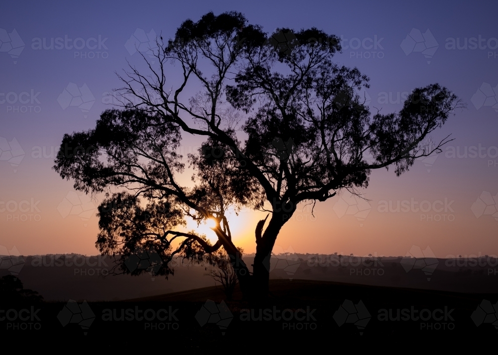 Silhouette of lone tree against sunset - Australian Stock Image