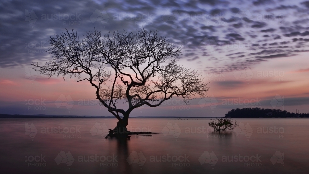 Silhouette of mangrove tree in shallow water during beautiful pastel sunrise - Australian Stock Image