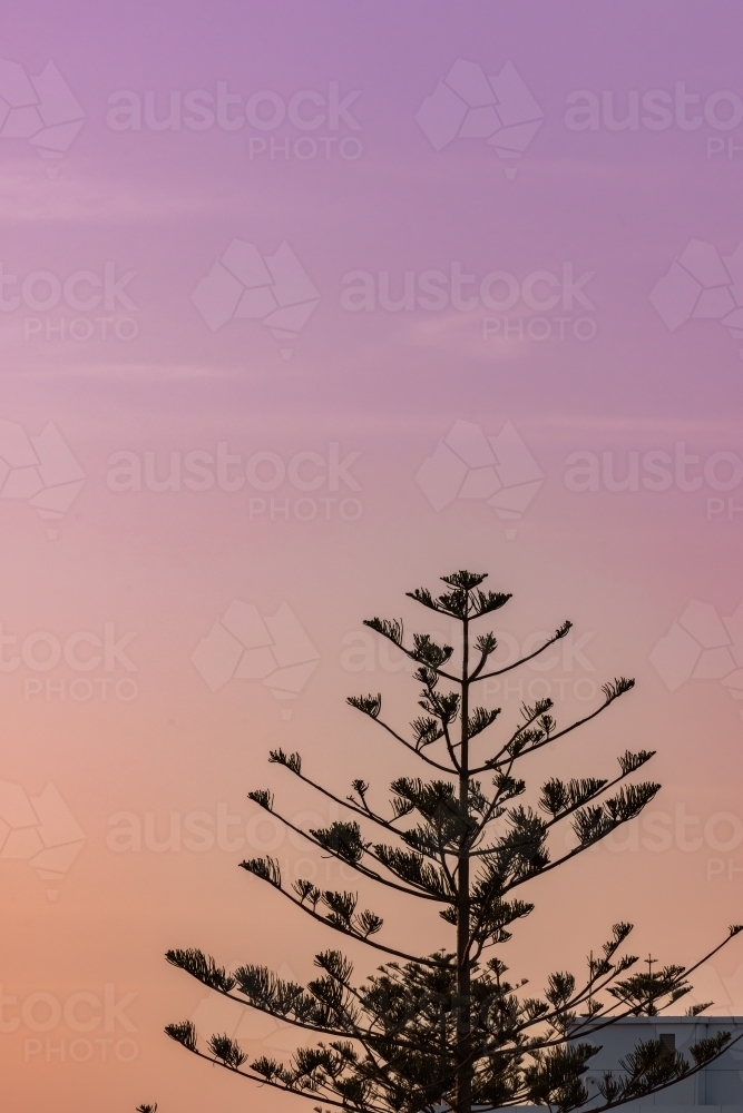 Silhouette of Norfolk Island Pine. Coastal pastel sunset. - Australian Stock Image
