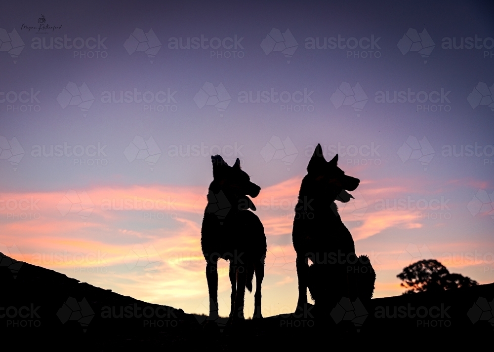 Silhouette of pair of dogs against sunset sky - Australian Stock Image