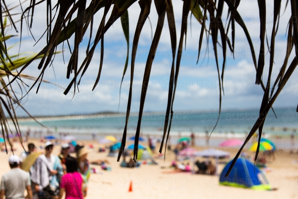 Silhouette of pandanus leaves in front of blurry shapes of a busy noosa main beach - Australian Stock Image