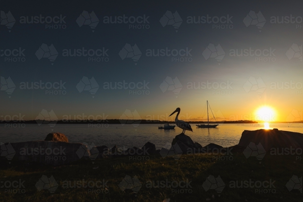 Silhouette of pelican with boats on the water in background. Vibrant sunset at Iluka NSW Australia. - Australian Stock Image