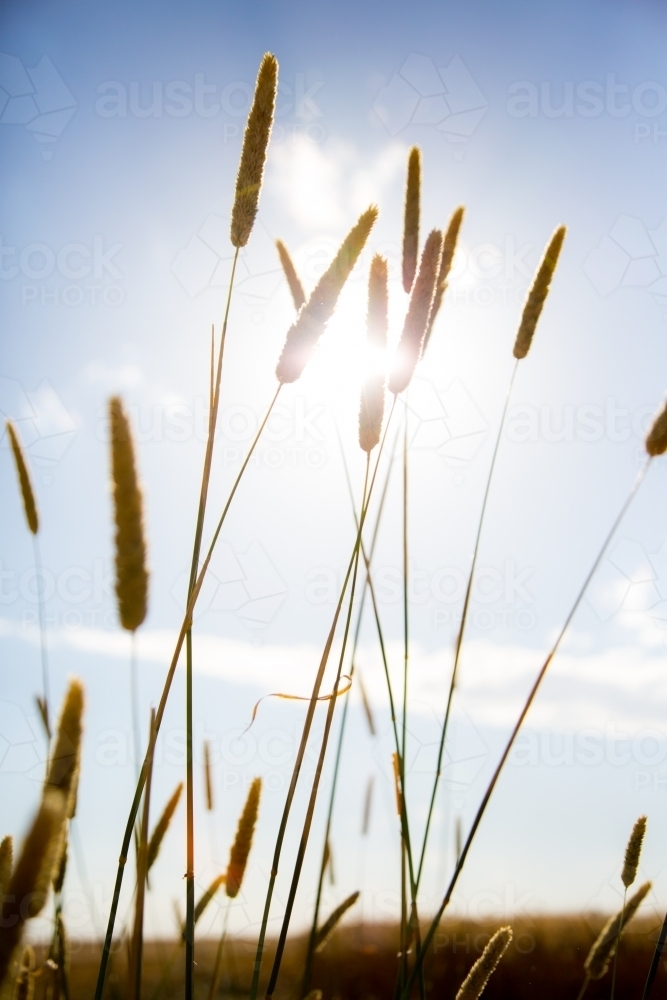 Silhouette of phalaris grass seed heads against a blue sky - Australian Stock Image