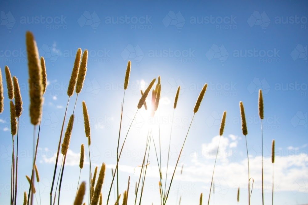 Silhouette of phalaris grass seed heads against a blue sky - Australian Stock Image