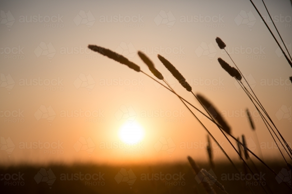 Silhouette of phalaris grass seed heads at sunset - Australian Stock Image