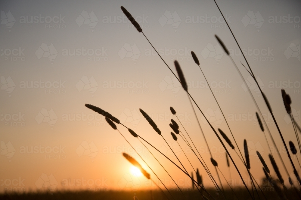 Silhouette of phalaris grass seed heads at sunset - Australian Stock Image
