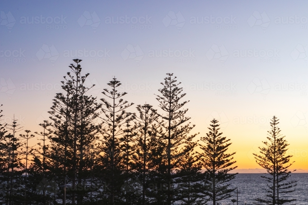 Silhouette of pine trees at sunset - Australian Stock Image