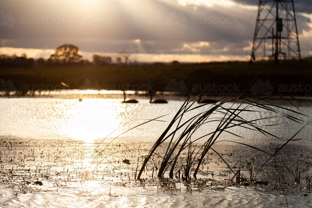 Image of Silhouette of reeds in dam water with sunlight reflecting off ...