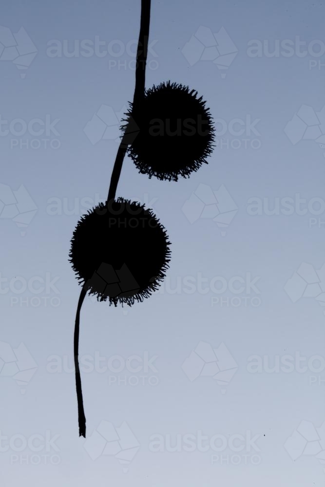 Silhouette of seed pods hanging from a plane tree - Australian Stock Image