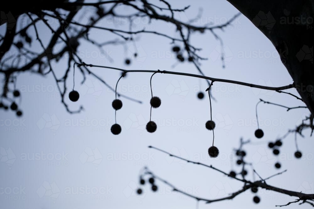 Silhouette of seed pods hanging from a plane tree - Australian Stock Image