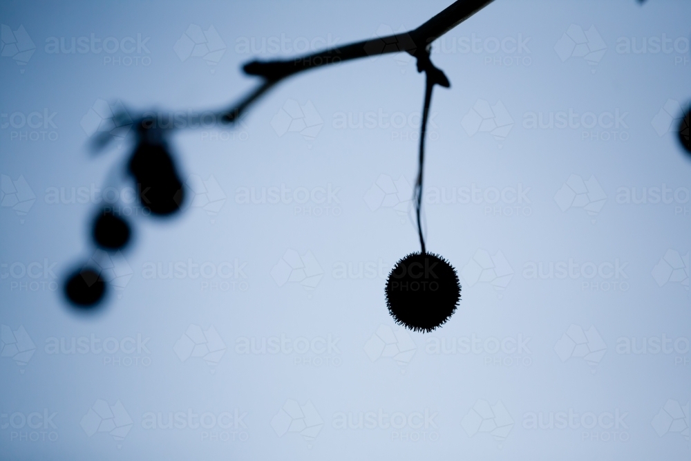 Silhouette of seed pods hanging from a plane tree - Australian Stock Image