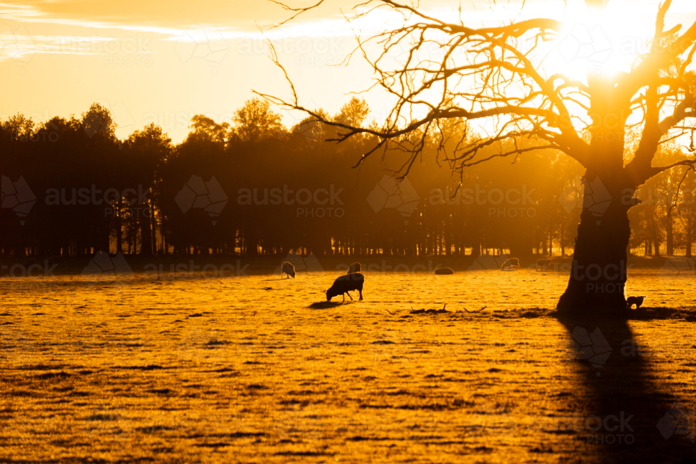 Silhouette of sheep, lambs and a tree at sunrise - Australian Stock Image