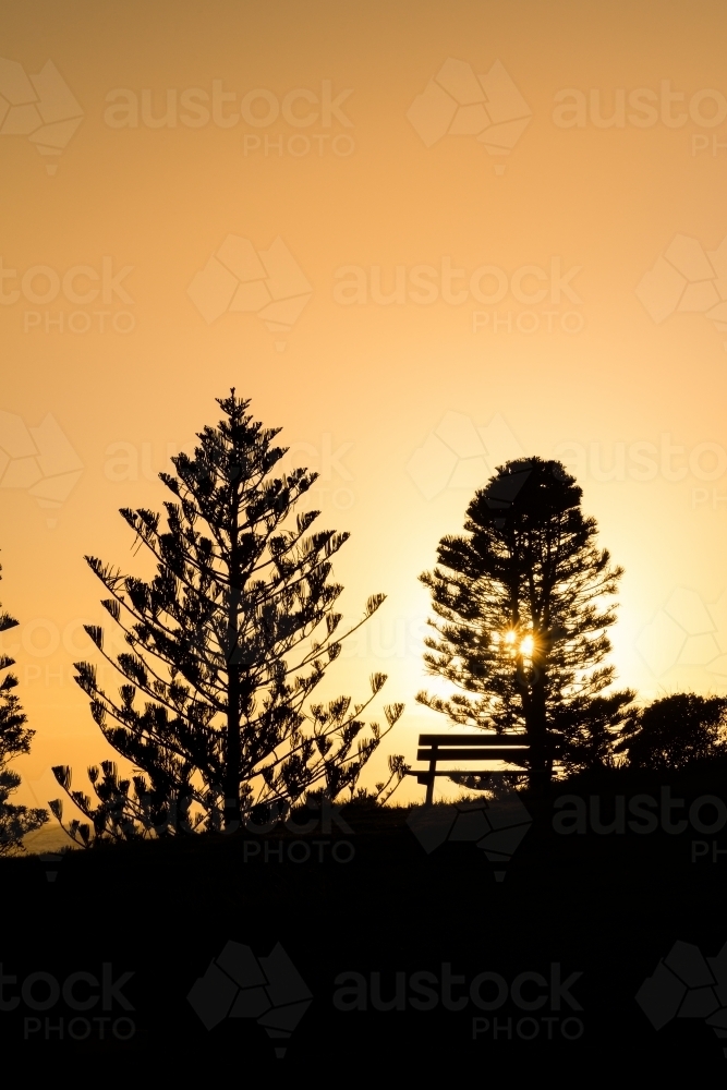 silhouette of sunrise through pines at the beach - Australian Stock Image