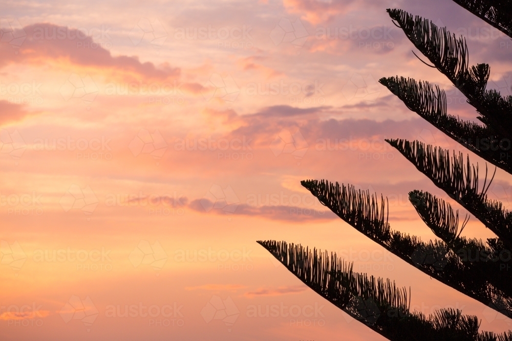 Silhouette of tree and pastel sunset at Bondi Beach - Australian Stock Image